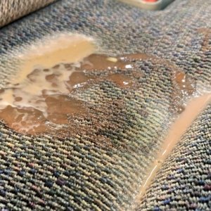 Review BLACKFIRE Enzyme Cleaner