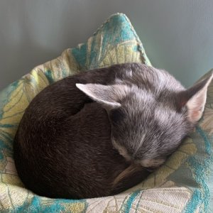 SleepingThroughIt