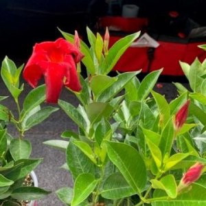 Fernlea-Diplandia