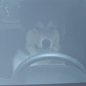 driving dog