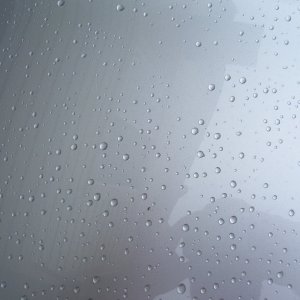 DP Poli Coat Beeding
