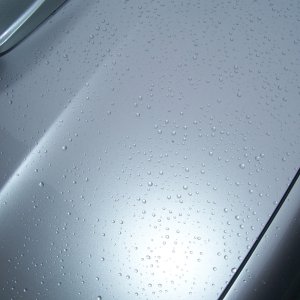 DP Poli Coat Beeding 1