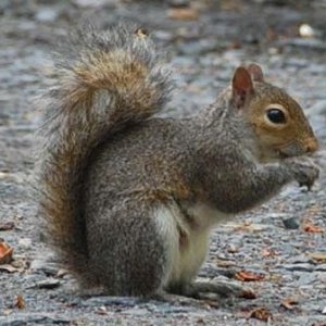 Swirls and Squirrels Mike Phillips