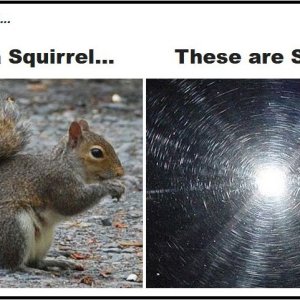 Swirls and Squirrels Mike Phillips