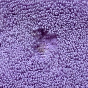 Cobra Supreme Guzzler Waffle Weave Towels 20 x 40 inches