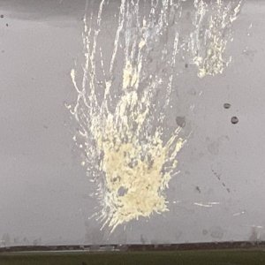 Remove Bug Guts SONAX Insect Remover