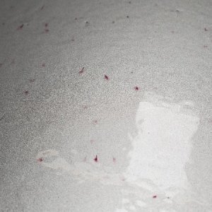 Lexus_Trunk_Lid_Iron_Decon_Close_Up