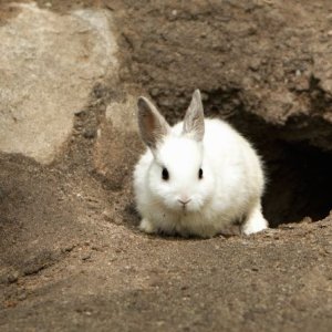 Follow Rabit Down Raibbit Hole Mike Phillips Autogeekonline.net
