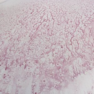 Review BLACKFIRE Iron Remover