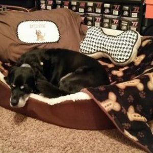 Dude the dog