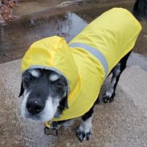 Dude the dog