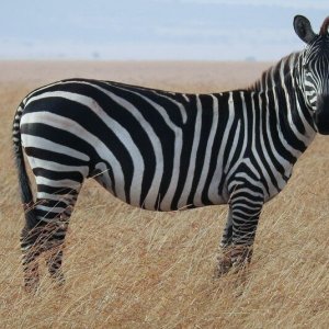 Fixing Zebra Stripes in Black Plastic Trim with Solution Finish