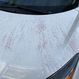 SONAX Fallout Remover - Car Washing Clean Car