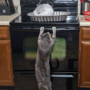 11-22-2018_Thanksgiving_Bandit_-_1