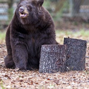 11-12-2022_Chehaw_-_Brown_Bear_-1