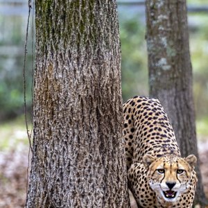 11-12-2022_Chehaw_-_Cheetah_-1
