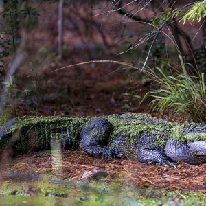 11-12-2022_Chehaw_-_Gator_-3