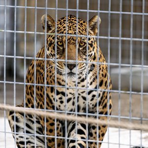 1-29-2021_Victor_Jaguar