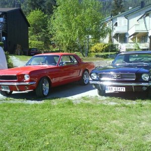 Bronco-Stang