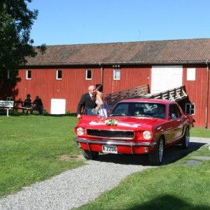 Bronco-Stang