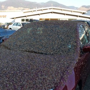 bugs3-782671