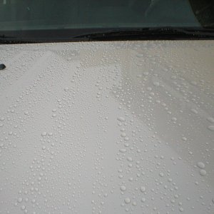 wax hood compare