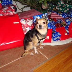 JobeXmas