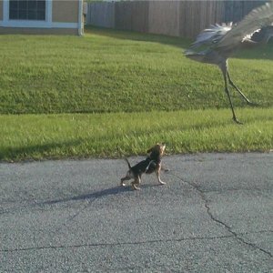 JobevsBird
