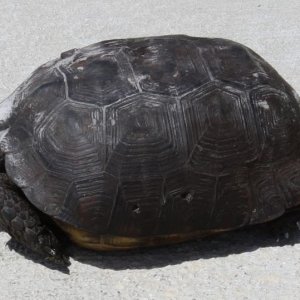 Turtle Wax