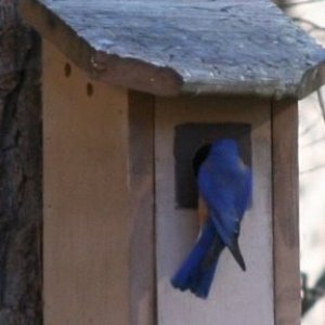 Water Spots - Bird at house