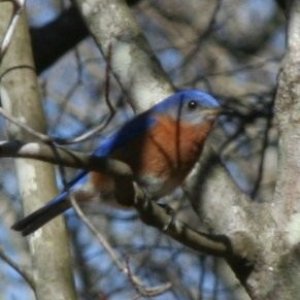 Water Spots - Bird in Tree