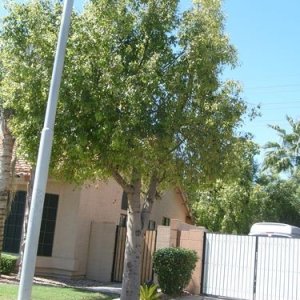 Tree 2