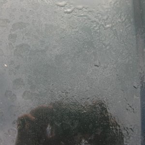 Optimum Opti Clean Review