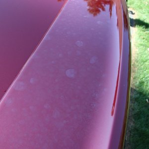 Strange Marks On Wing