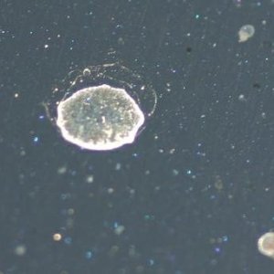 Water Spots Type I Type II Type III