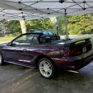 Mustang