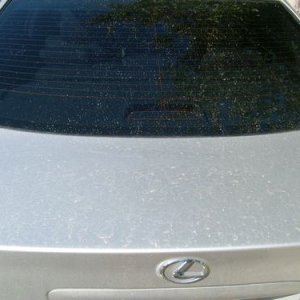 Trunk_Before1
