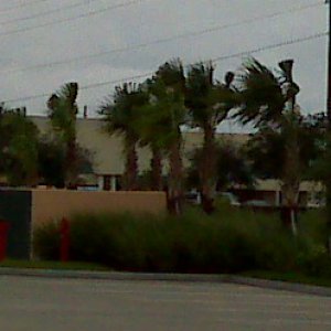 trees