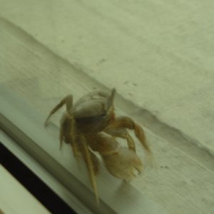 Crabby1