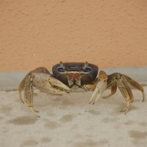 Crabby