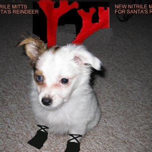 Bella_the_Black_nose_reindeer