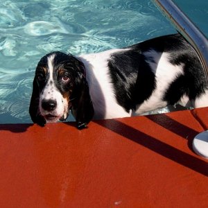 Abby_in_Pool