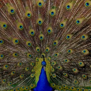 Peacock
