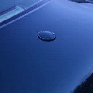 Trunk_After1