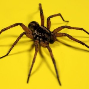 Unwanted Visitor