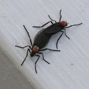 lovebugs
