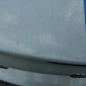 Trunk_clayed