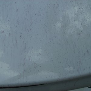 Trunk_nothing