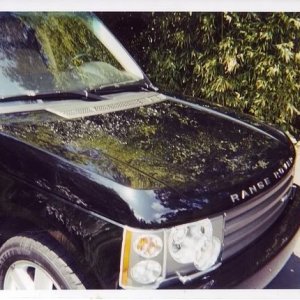 Range Rover Reflection
