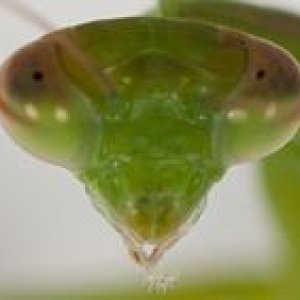 Praying Mantis Avatar